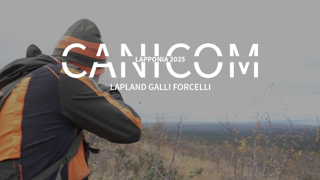 HUNTING WITH CANICOM | Lapponia 2025 | Galli Forcelli
