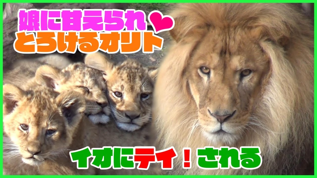 よってくる娘たちに、とろけるオリト！イオに「テイ！」されても、幸せモード♪【旭山動物園　オリト＆イオ　ライオンの赤ちゃん】