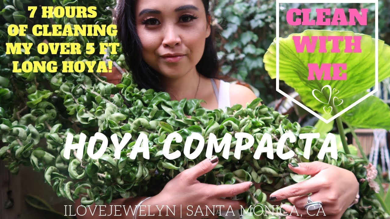 Clean with me: Hoya Compacta over 5 ft long | May 2019 | ILOVEJEWELYN