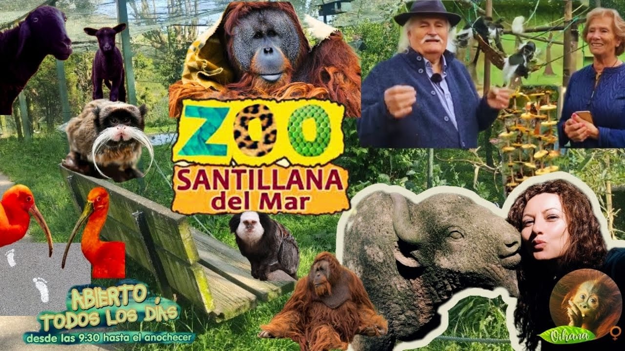 ZOO de Santillana-OIHANA orangutana de SUMATRA