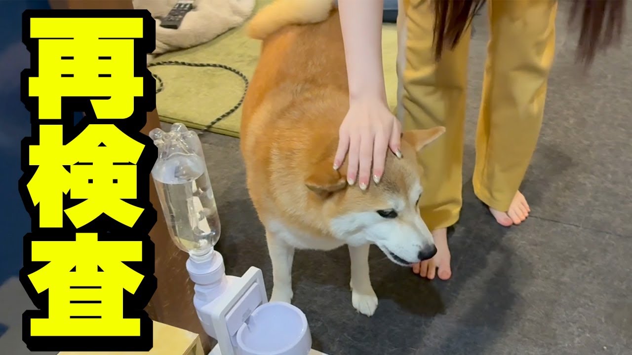 【事後報告】病院から連絡があり姉犬ちくわの再検査に行って来ました