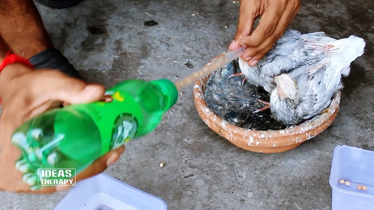 How To Make Pigeon Hand Feeder With DIY Plastic Bottle | Easy DIY Bird Feeder Waste Material Bottle