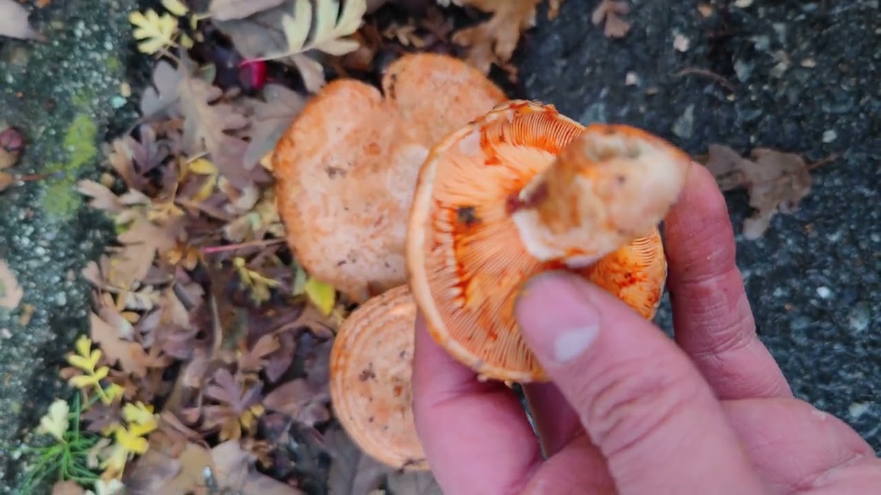 Identifica con seguridad los n&iacute;scalos comestibles: el truco del jugo anaranjado (l&aacute;tex).