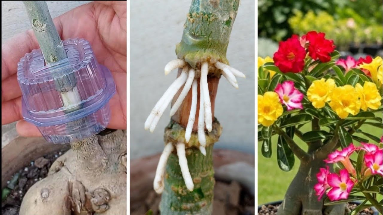 Adenium Plant Airlayering | Simple Technique To Grow Desert Rose  Cutting