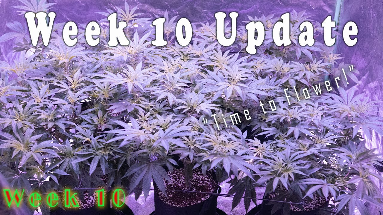 Let's Flower! (Week 10 Update - From Seed)