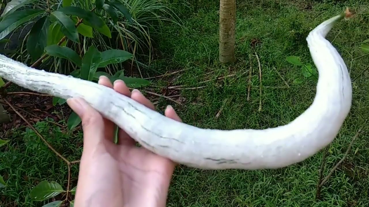 Menanam Pare Belut dari Biji 🌱