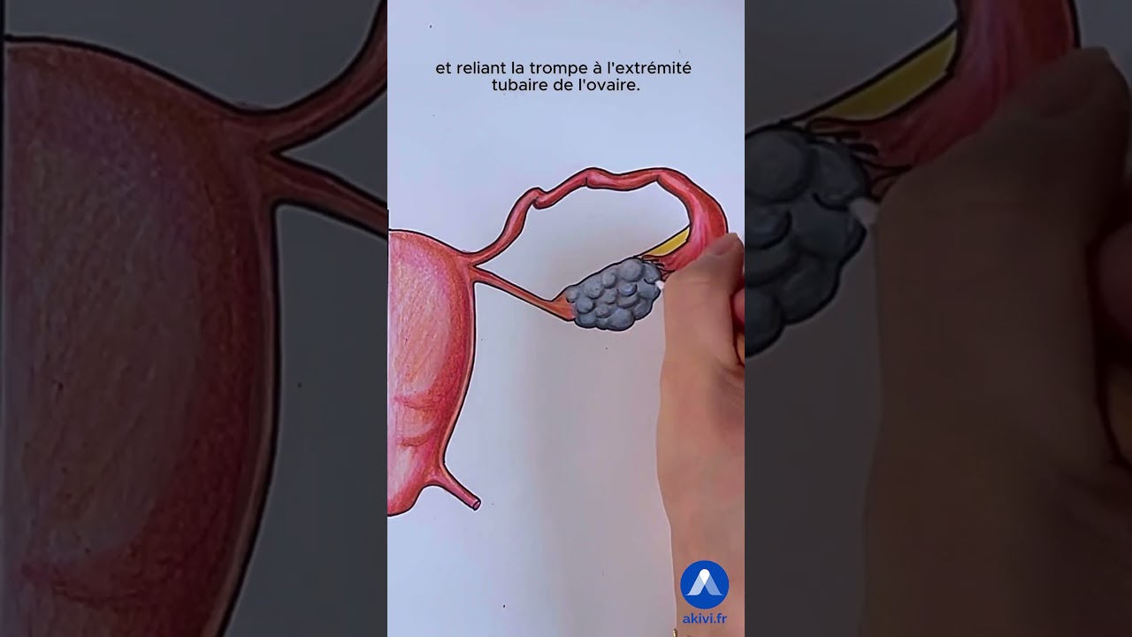 Anatomie de l'appareil g&eacute;nital f&eacute;minin  #anatomie