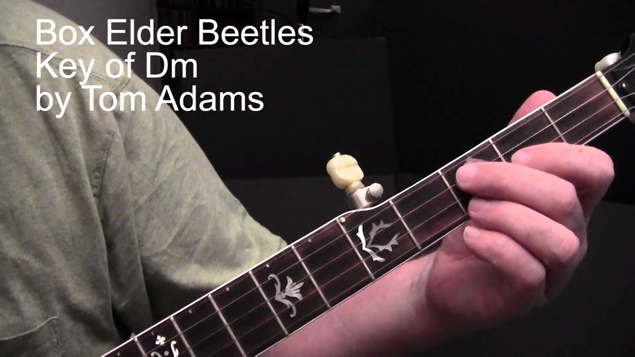 Box Elder Beetles - Tom Adams banjo lesson