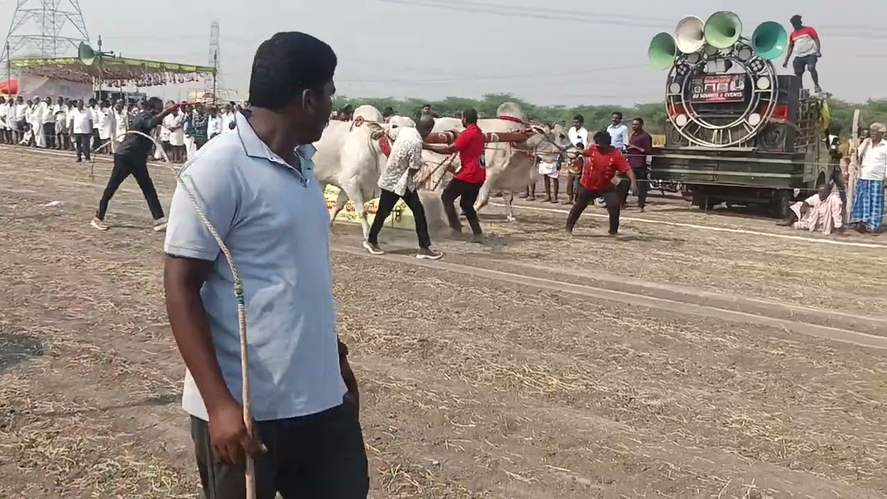 peddapasupula village - Ongole bulls