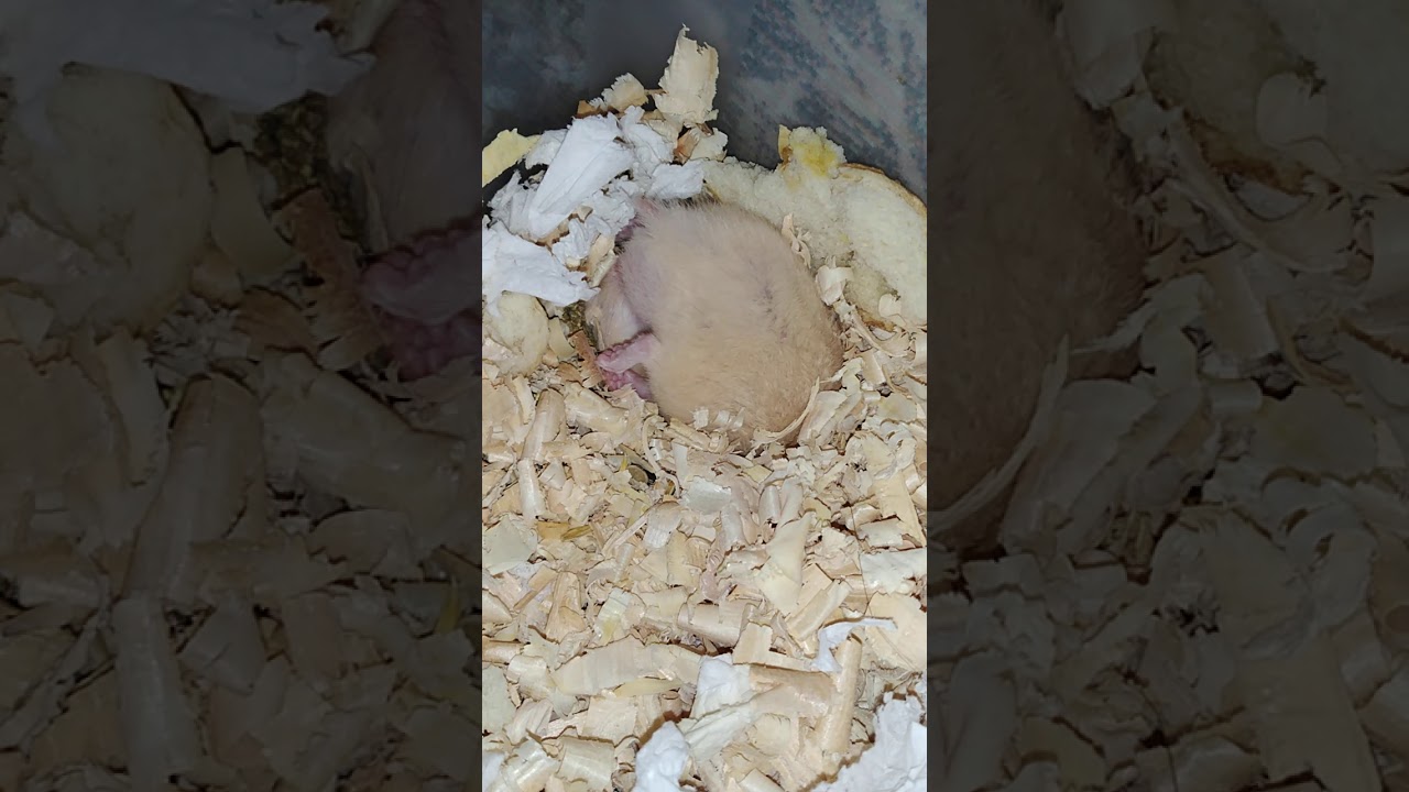 Hamster sleeps in a weird position, then yawns