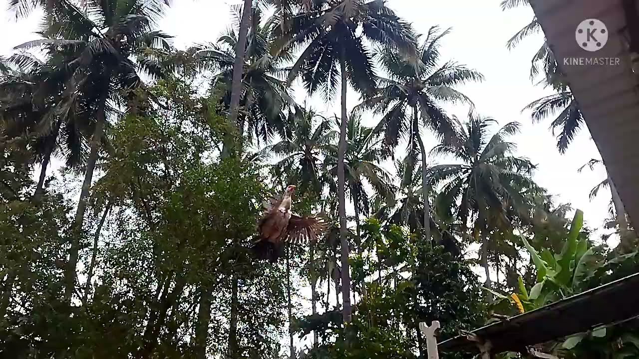 peruvedai