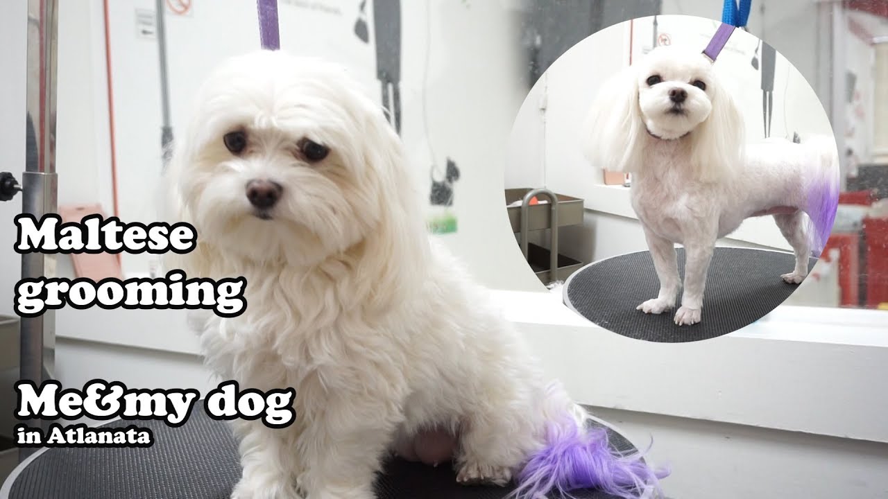 maltese grooming -maltese summer cut