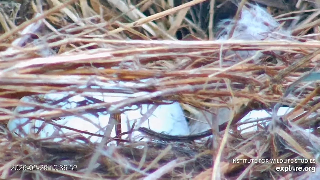 Bald Eagle ‘Cruz’ at Fraser Point Nest Lays a Third Egg! FP 02/26/2026 explore.org