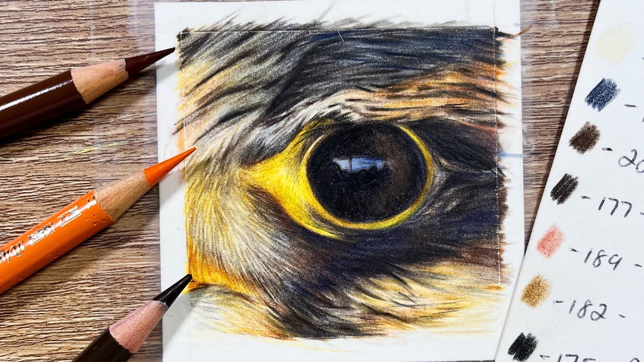 ✸ How To draw a Bird Eye | Coloured Pencil Tutorial