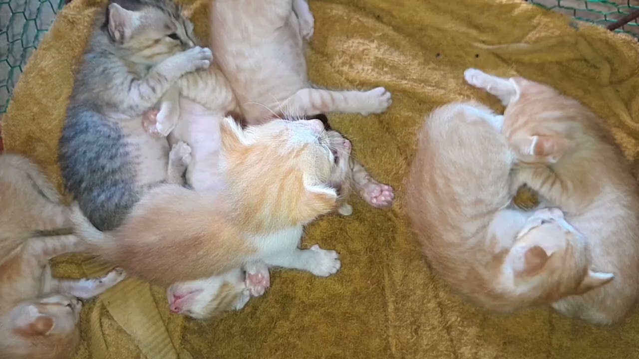 They are so cute that the little kittens are sleeping together 