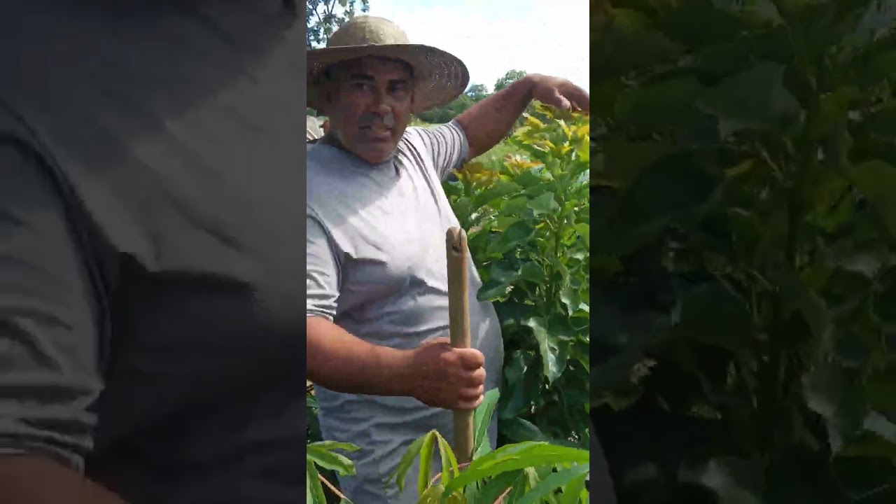 Mostrando meu quintal de milho e macachera