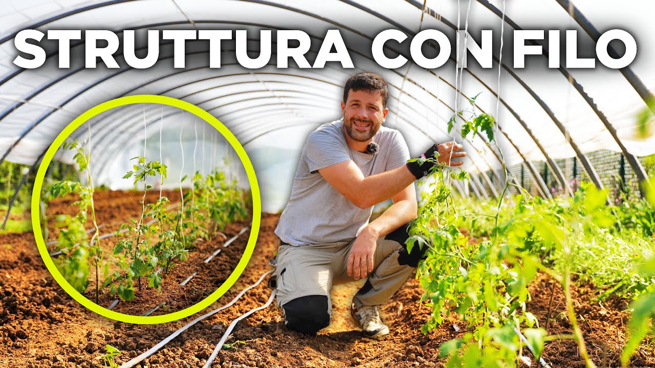 Coltivare POMODORI in modo semplice e produttivo