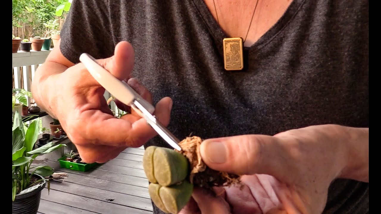 Trimming Old Lithops Leaves (and a rescue attempt!)