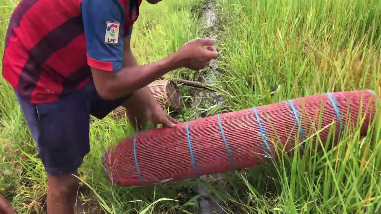 So Pitiful! Two Boy Catching Crabs by Using Bamboo Net Traps on the Rice Field for their Food
