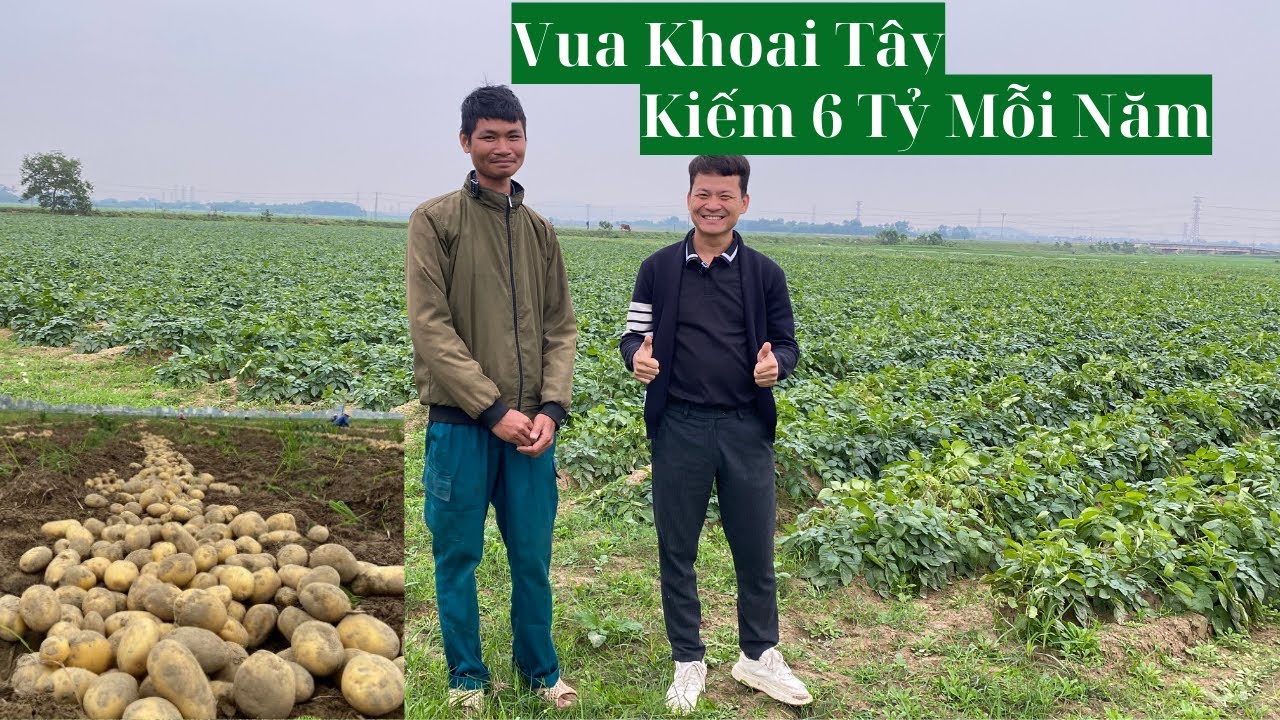 Vua Khoai Tây 9X Xứ Thanh Kiếm 6 Tỷ/Năm - Bí Quyết Thành Công Là Gì?
