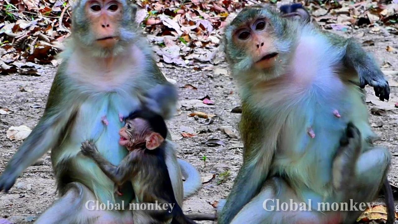 Felling!! Amina need milk and look at mom Anna  Amina Baby monkey P oor