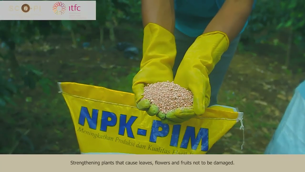 Pemupukan Tanaman Kopi / Coffee Plant Fertilization