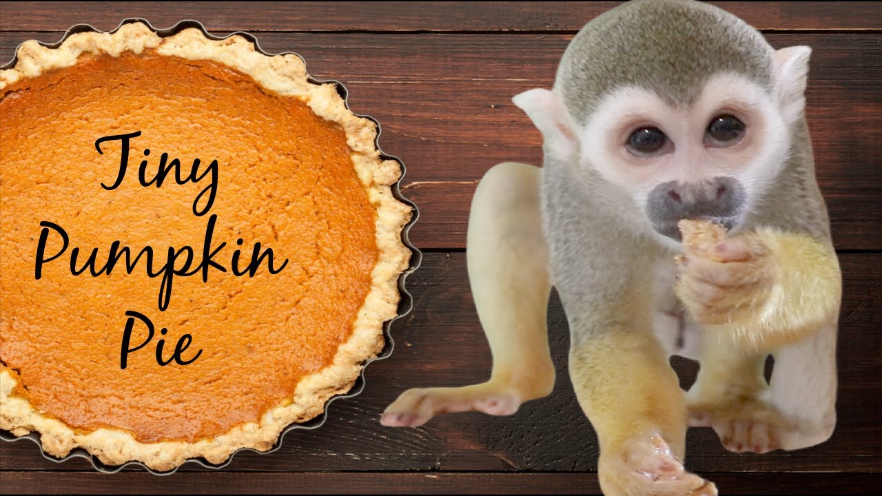 Ollie The Monkey Enjoys A Tiny Pumpkin Pie #monkey #fall #pumpkin