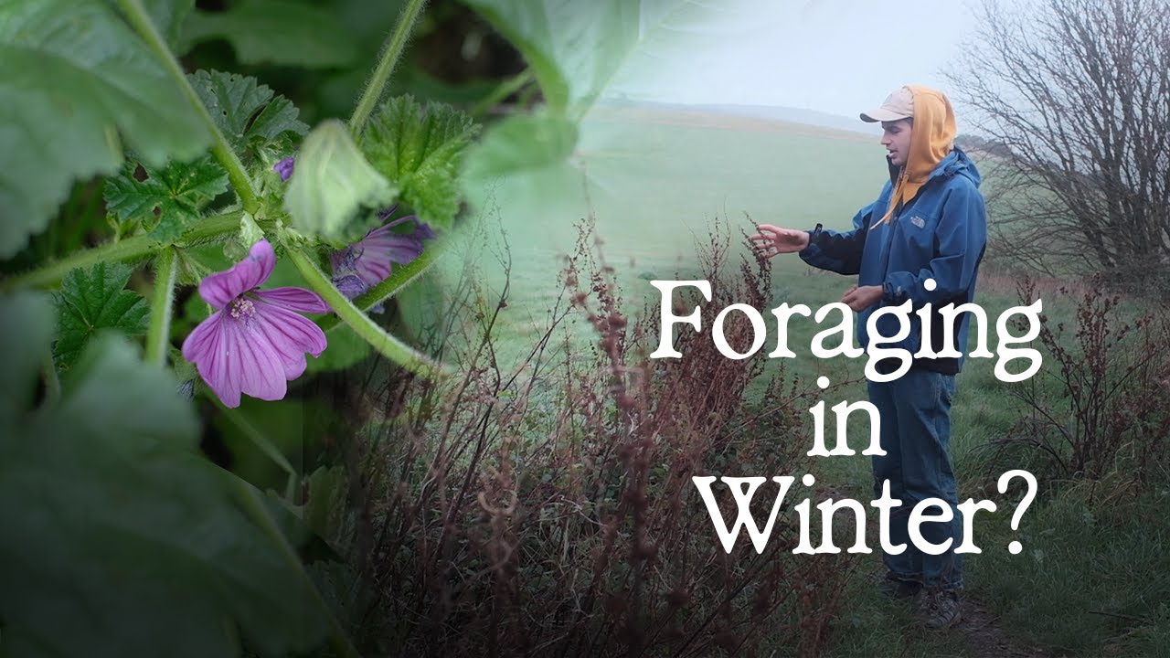 What to Forage in November? - UK Foraging