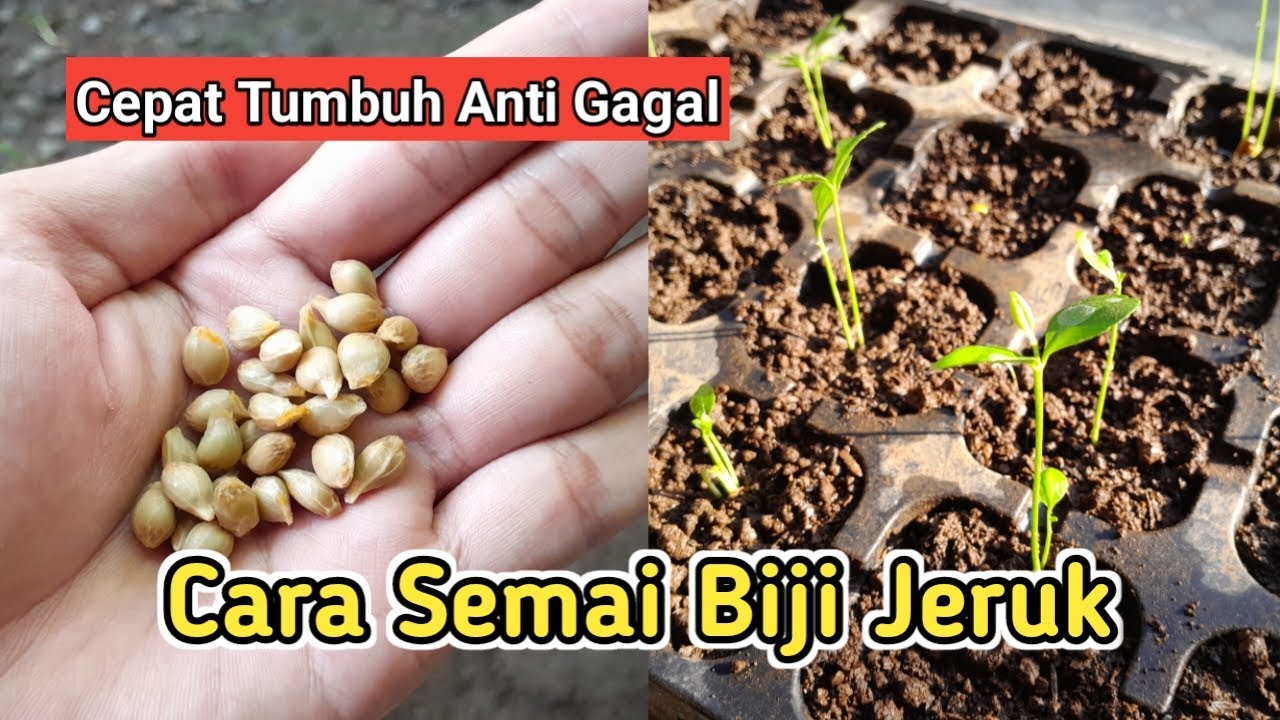 Cara Semai / Menanam Biji Jeruk Agar Cepat Tumbuh Berbuah