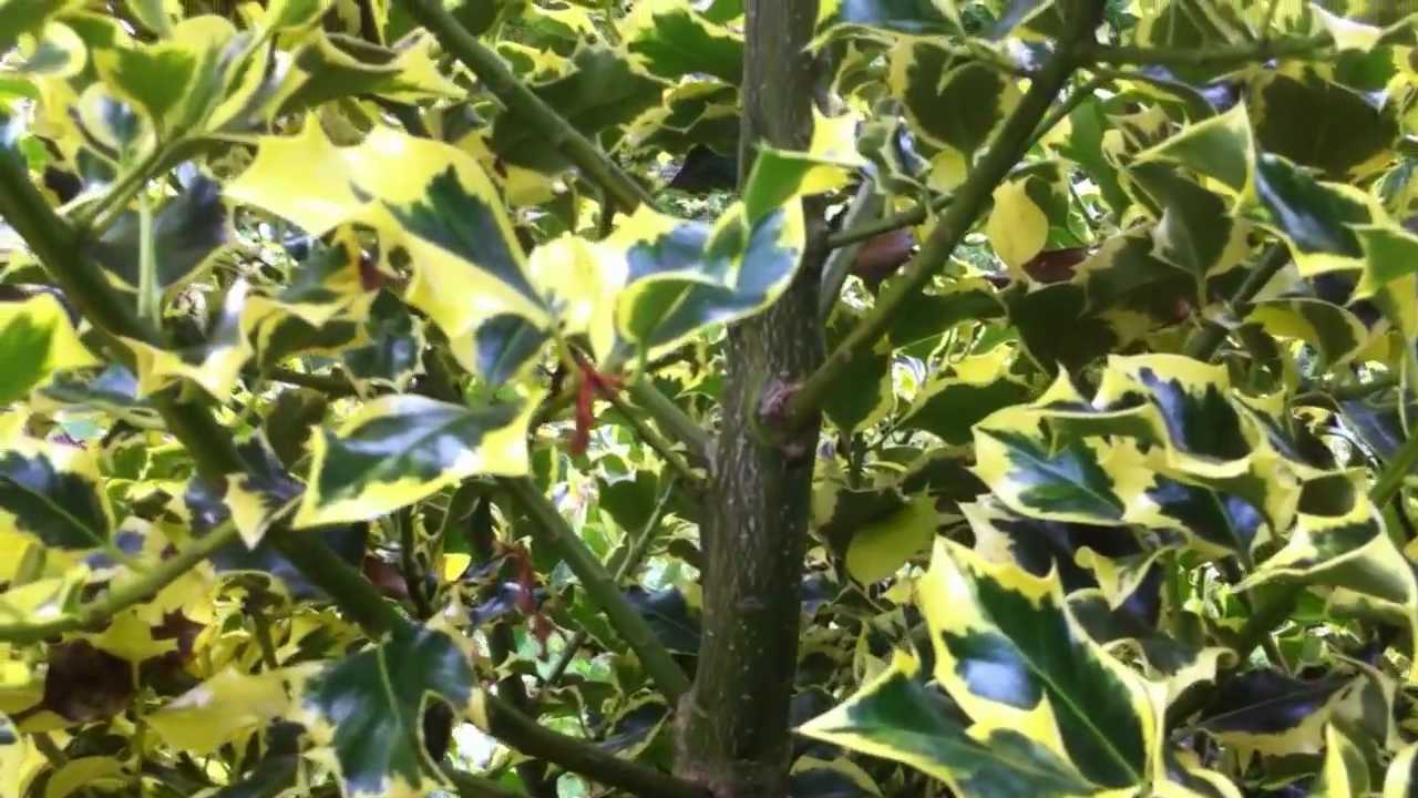 Hollies; Ilex Golden Queen