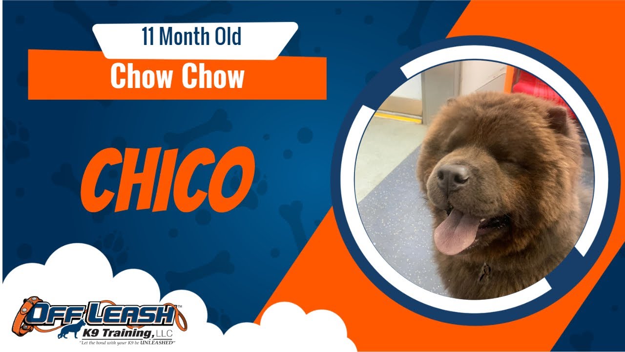 Best Chow Chow Dog Training | Chico | Dog Training in London