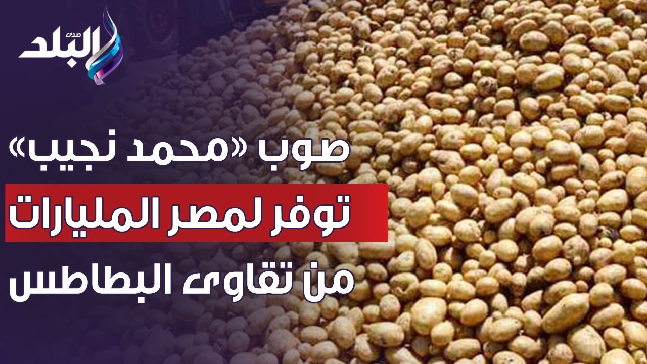 الصوب الزراعية توفر لمصر المليارات من إنتاج تقاوى البطاطس بقاعدة محمد نجيب