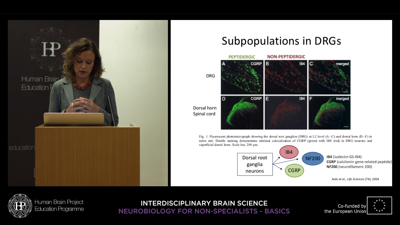 Lecture 7: Serena Quarta - Nociceptors and perception of pain