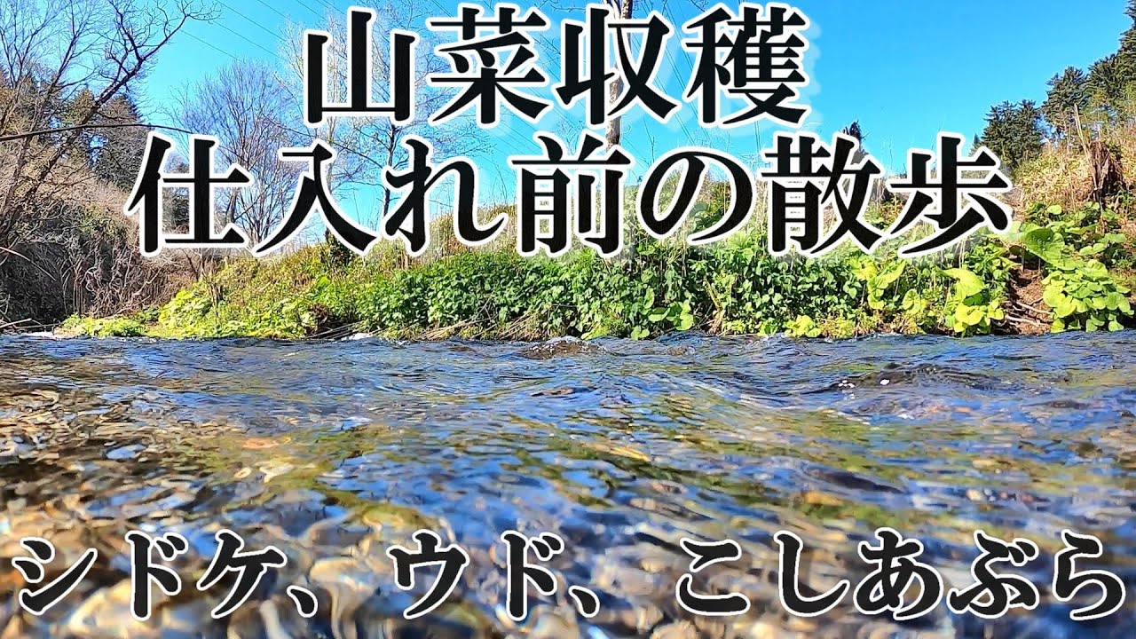 【旬の食材】山菜収穫して、こしあぶら味噌を作りました