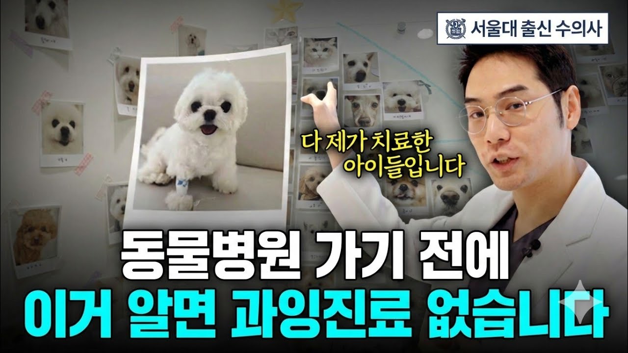 동물치과진료 1만건 해본, 서울대 출신 수의사의 동물치과 이야기 [마포동물병원, 오복동물치과]