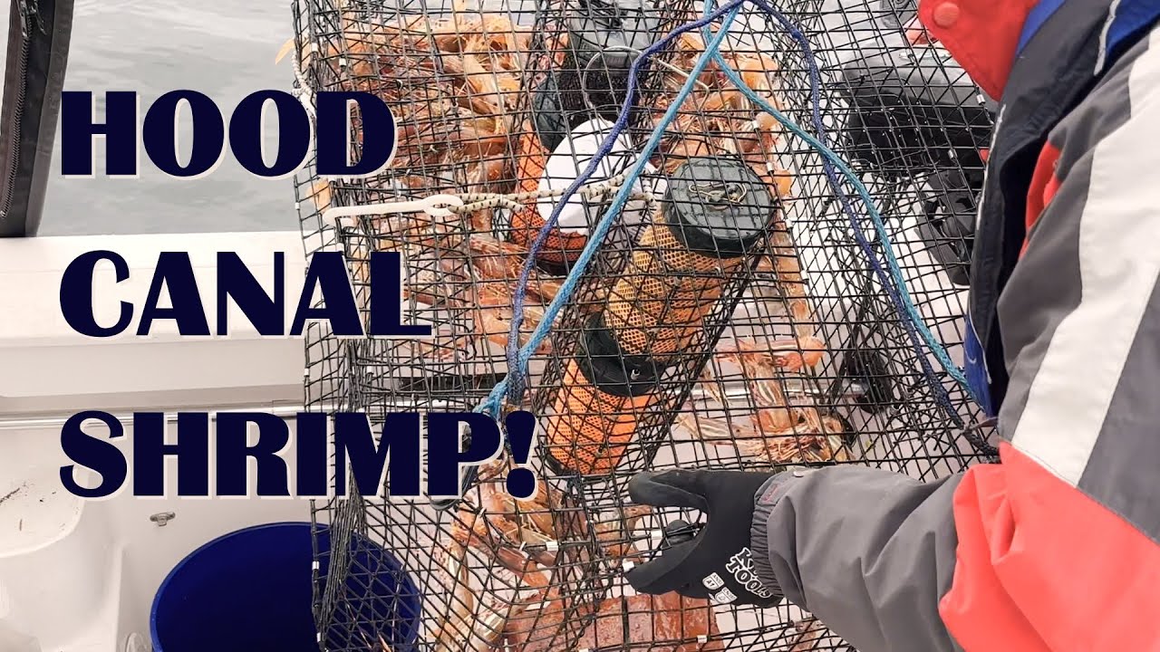 2025 Hood Canal Shrimping Day 1!