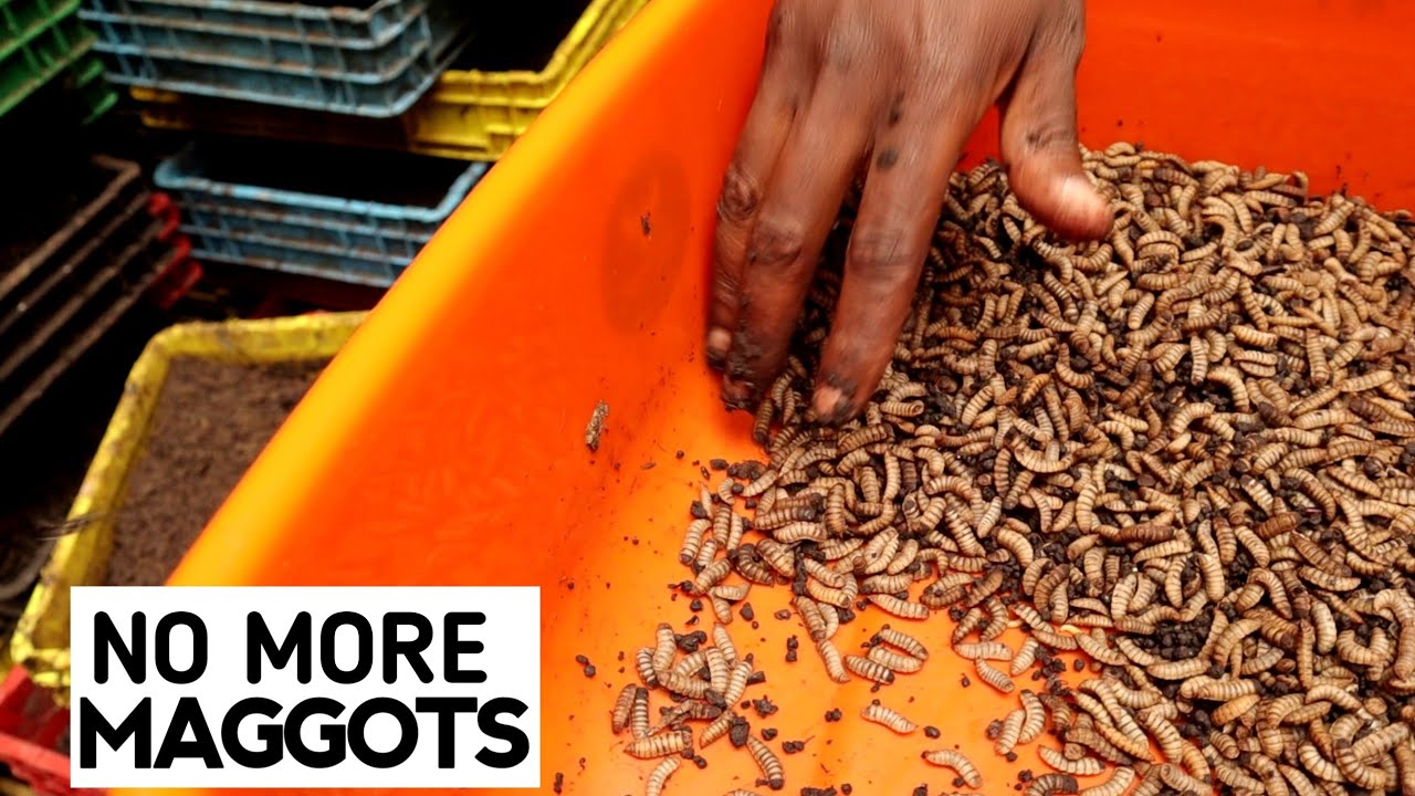 I'm still NEVER Feeding my Chickens MAGGOTS Again
