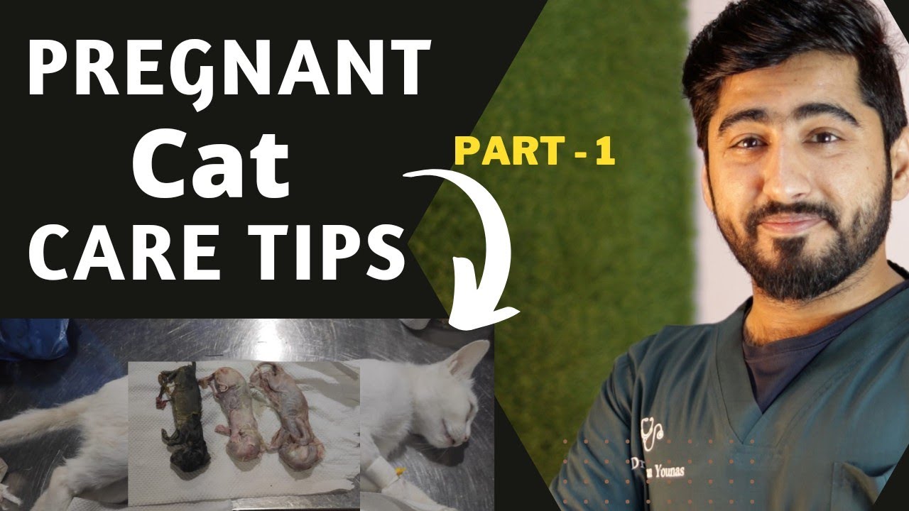 Pregnant Cat Questions || Cat Pregnancy: Everything You Need to Know Part - 1 || Animalia Dot Pk