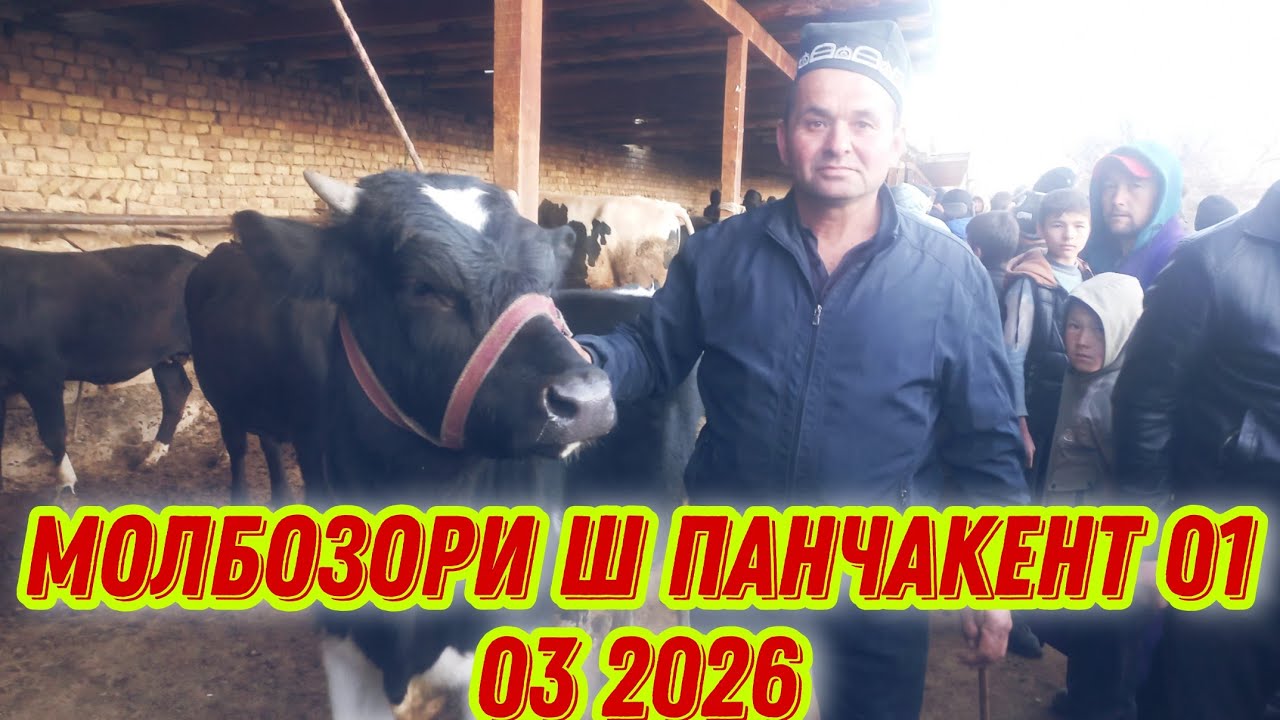 МОЛБОЗОРИ Ш ПАНЧАКЕНТ 01 03 2026