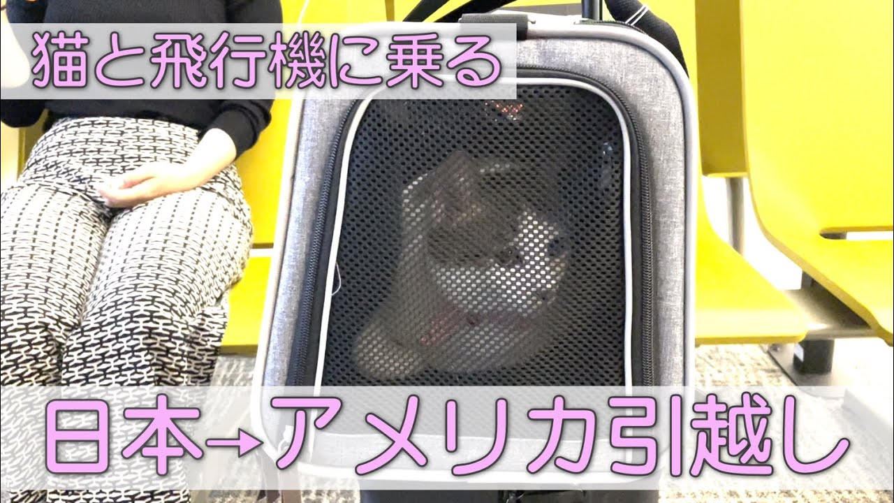 【猫と飛行機】日本出発からアメリカ到着まで〜Our Cat Moves From Japan to America
