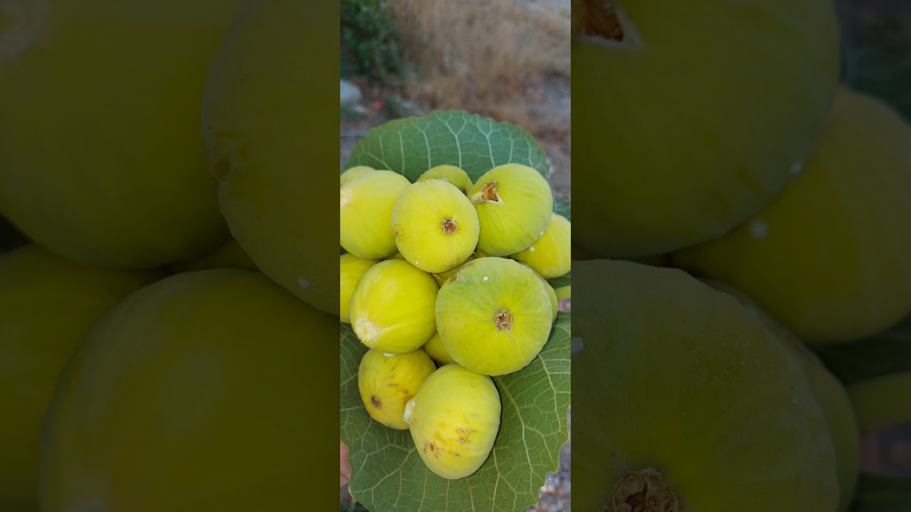 مسعود كوران حفلات قلاتوك ،2000/11/13_