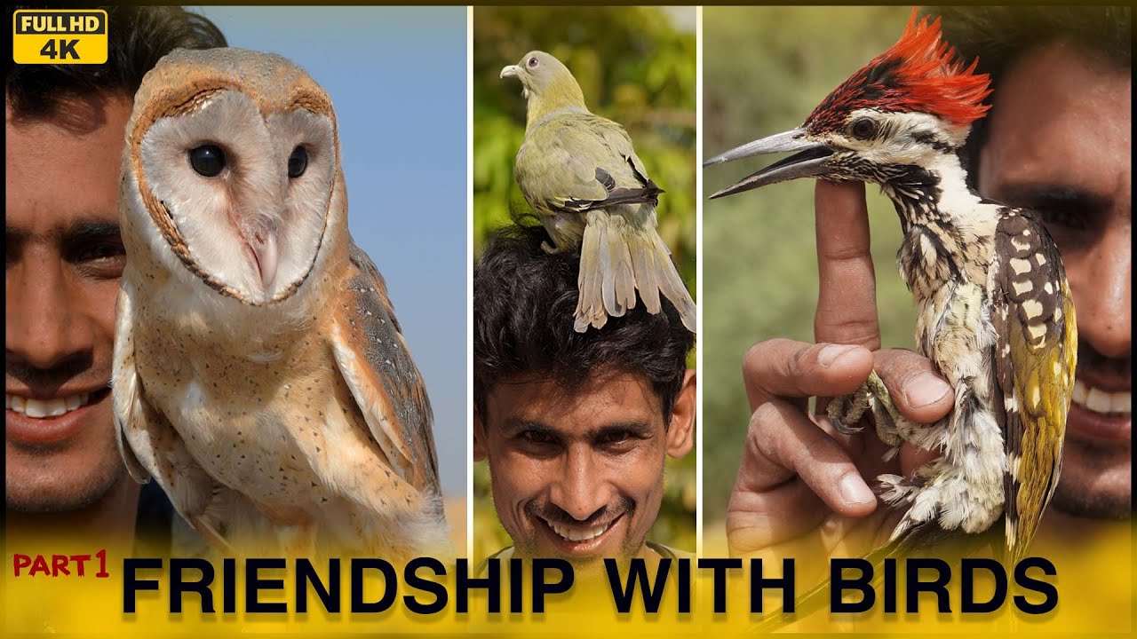 Wild Birds behavior and interesting facts | How to make them friend | Wild birds Dacumentry 