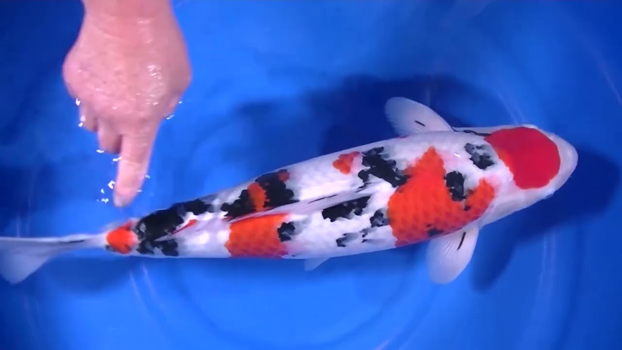 Tamaura Sanke 58 cm Nisai Female