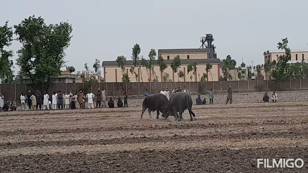 Farooq Gujjar or Shida Gujjar ka sanda ....Farooq Jheet gya