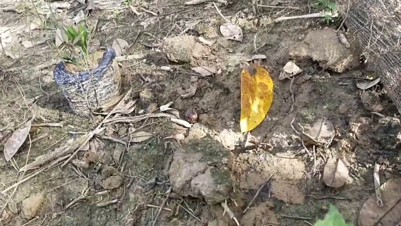 Mang Eman panen pete alias petey,buat oleh oleh 