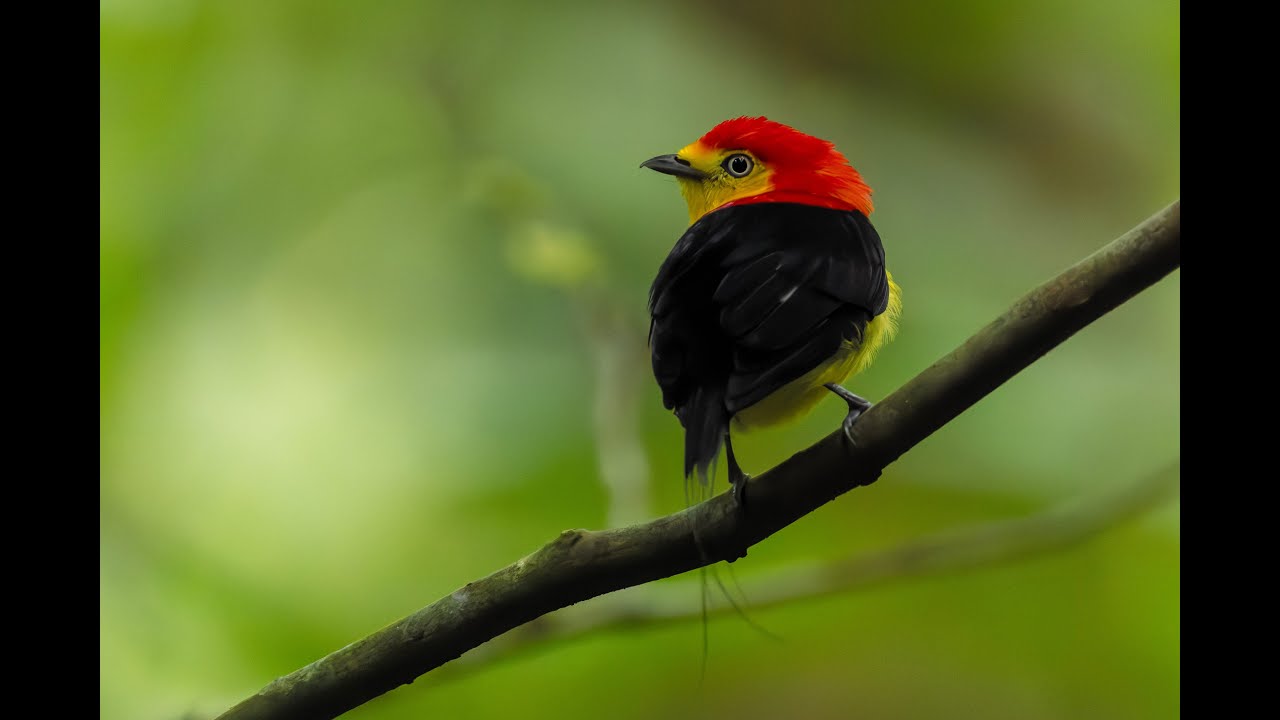 Sacha Lodge, Ecuador, Birding