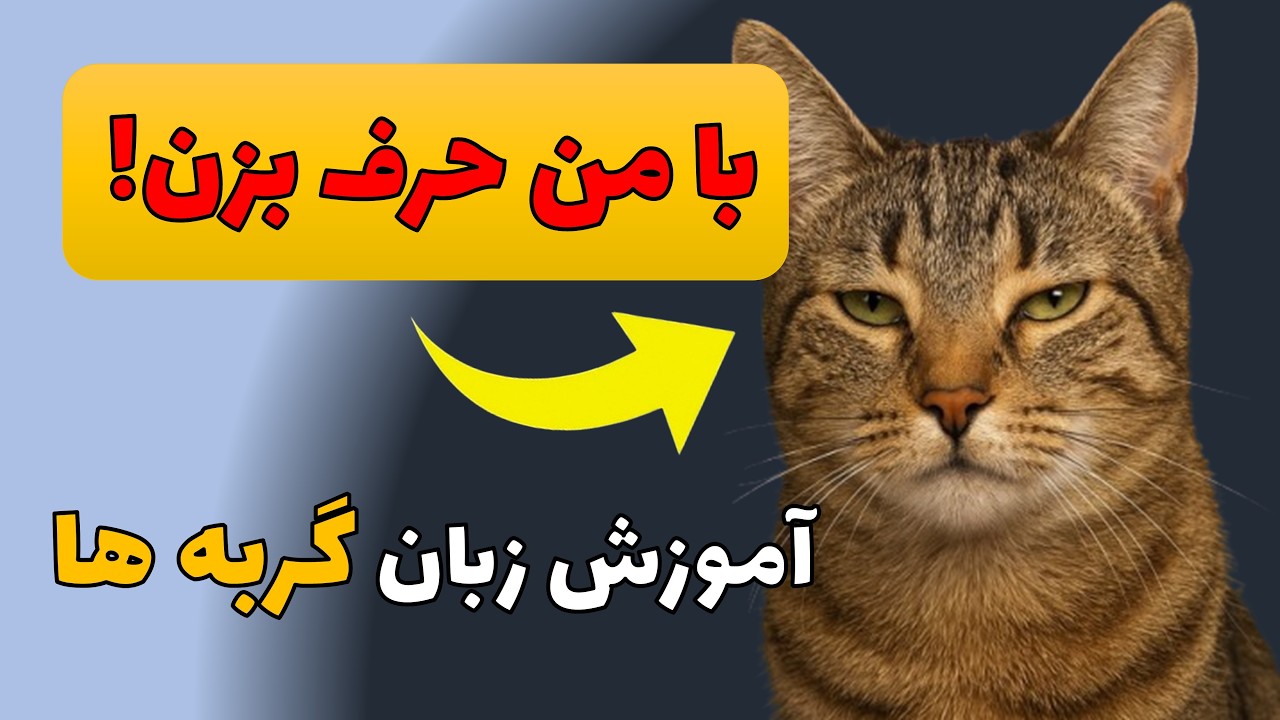 راز صحبت با گربه ها رو یاد بگیر و با گربه ها حرف بزن...