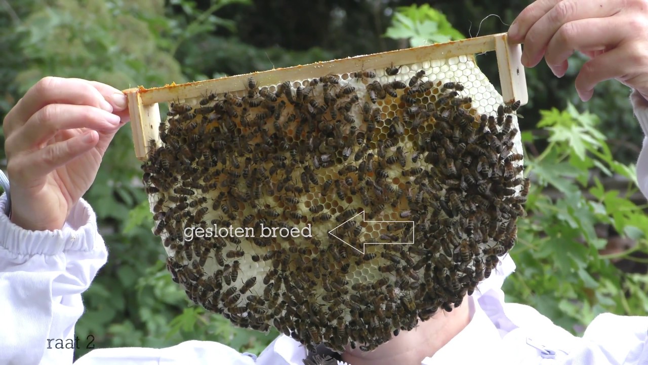 Natuurlijk imkeren met mijn eerste bijenvolkje
