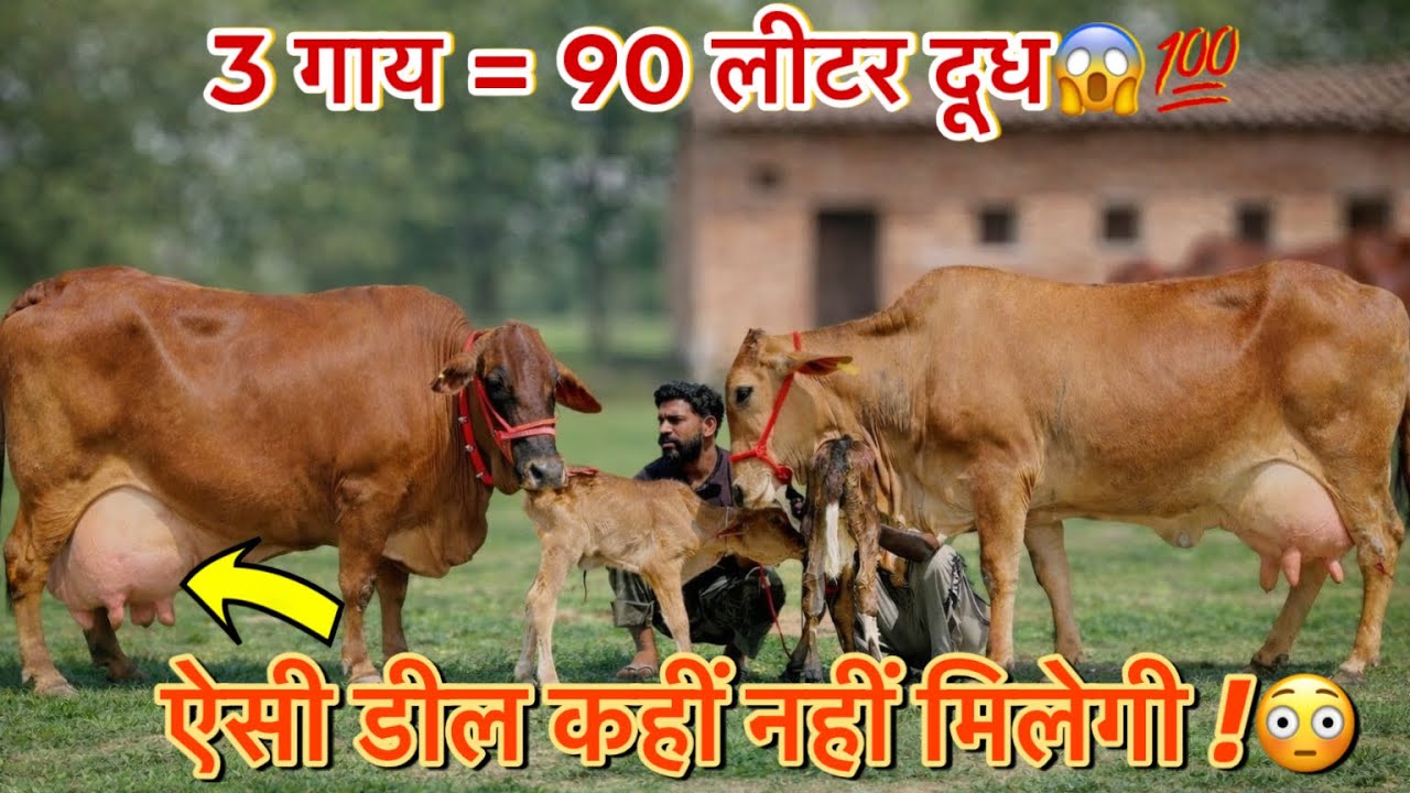 दूध का टैंकर 💯 30 लीटर पर डे 🐄कीमत सिर्फ 55 हजार से शुरू – आज ही बुक करें! 📞 96608 03600_95213 98137