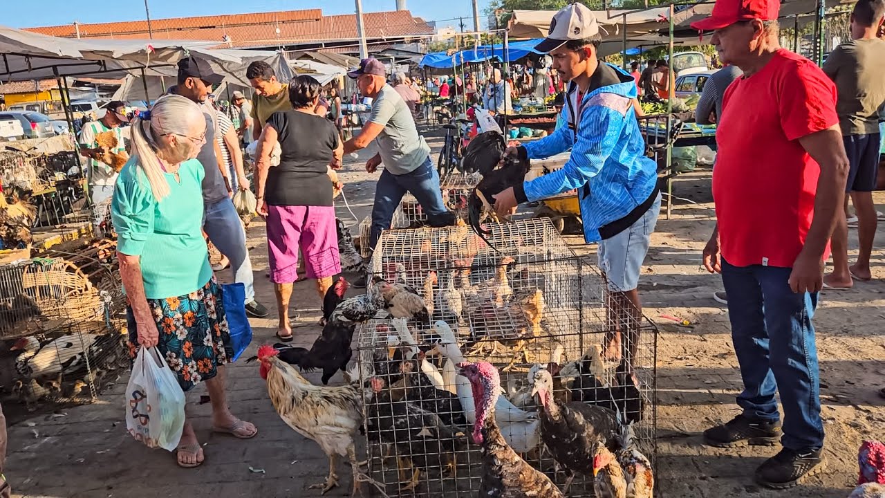 FEIRA DE GALINHAS E AVES DE CARUARU PE, SÁBADO, (20/12/25) #nordeste